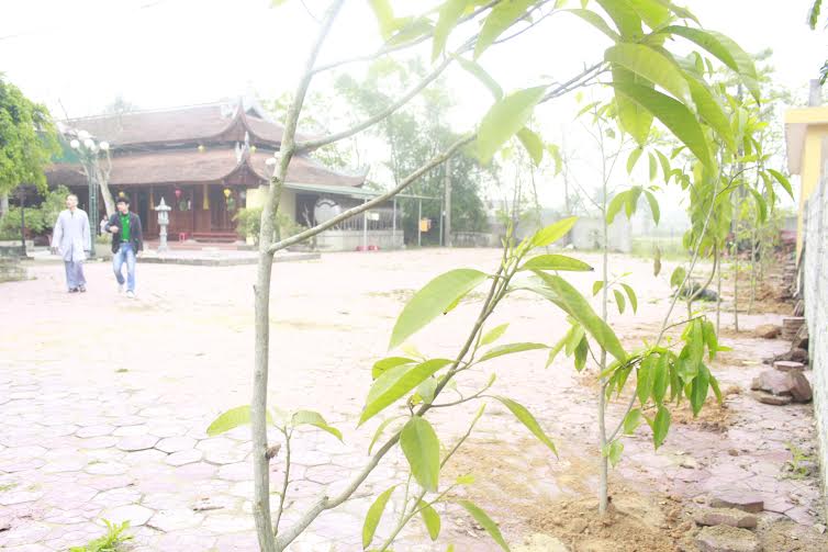Hành[-]trình[-]về[-]nguồn:[-]Trồng[-]65[-]cây[-]hoa[-]ngọc[-]lan[-]tại[-]chùa[-]Thanh[-]Lương[-]và[-]Phong[-]Phạn
